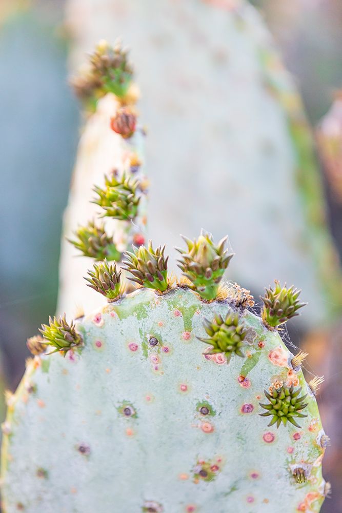 Llano-Texas-USA-Prickly pear cactus in the Texas Hill Country art print by Emily Wilson for $57.95 CAD